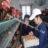 chicken egg layer cages factory