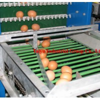 TAIYU Automatic Chicken Eggs Collecting Machine