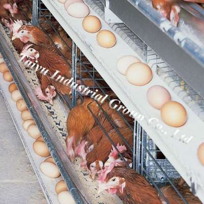 battery chicken cage