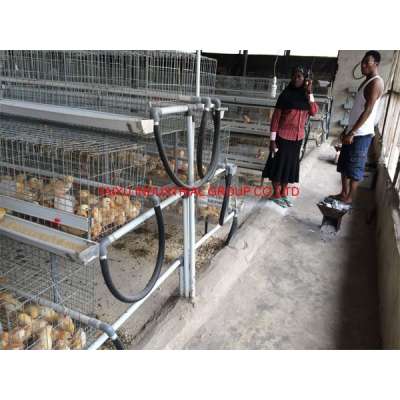 TAIYU Poultry Breeder Eggs From One Day Old To Adult