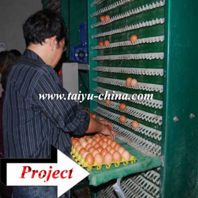 TAIYU Automatic Chicken Egg Collecting System