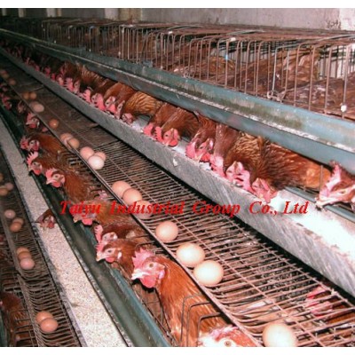 chicken egg poultry farm (manufacture,design)