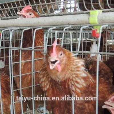 TAIYU Design Layer Chicken Cages In Kenya