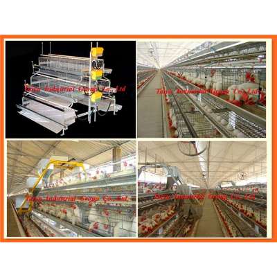 TAIYU-04 chicken laying egg cages(Export standard,professional manufacturer,battery cage for poultry farm)