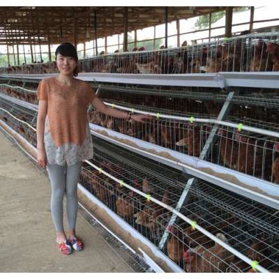 TAIYU Best Sale Chicken Egg Layer Cages System