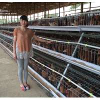 TAIYU Best Sale Chicken Egg Layer Cages System