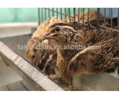 Automatic drinker Quail farming equipment