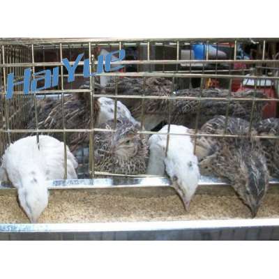 Taiyu Cage for quail for sale for quail farm