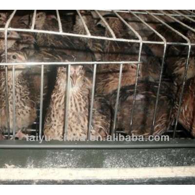 Quail Breeding Cage