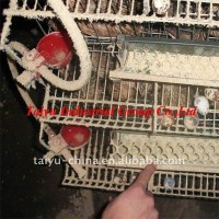 Taiyu-4 quail cages