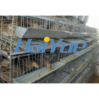 H type quail cage construction