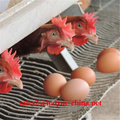 Automatic Manure Removal Chicken Cage For Sale In Nigeria With Installation