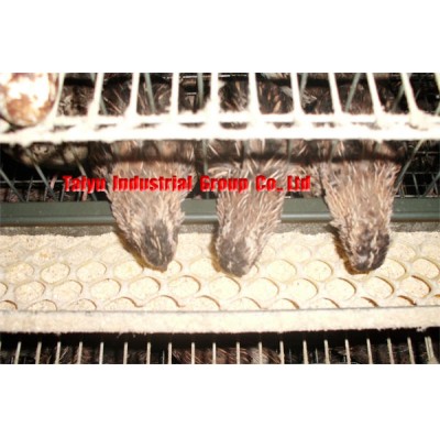 TAIYU Wire Mesh Quail Cage For Sale